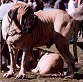 The mastiff growls and snaps at the rock thrower.