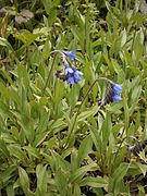 Mertensia primuloides