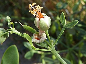 Zygophyllum fabago