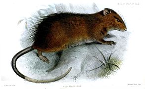 Rattus macleari