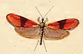 Nemophora fasciella (Adelinae)