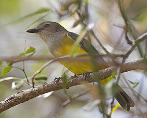 Mangrove golden whistler