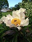 Majpion (Paeonia × arendsii)