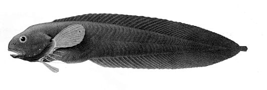 Paraliparis bathybius