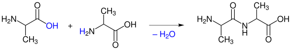 Bildung einer Peptidbindung