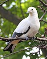 Pied Imperial Pigeon