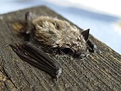 Torsdag: Fladdermusarten parkpipistrell fick se sig utökad.