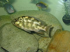 Nimbochromis polystigma