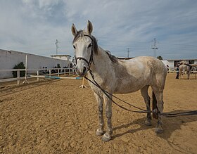 Poney des Mogods à La Soukra.