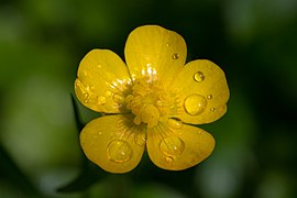 The glossy flowers of Ranunculus buttercups.[5][6]