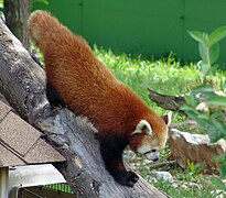 Red panda (Ailurus fulgens)