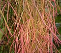 Rhipsalis burchelii