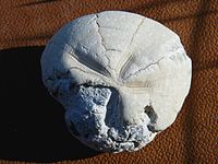 Micraster echinoid fossil from England