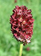 Blodtopp (Sanguisorba officinalis)