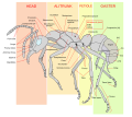 Ant Anatomy (159)