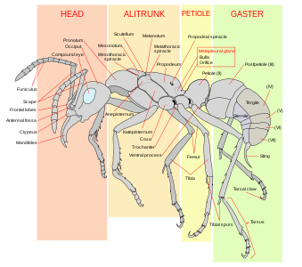 Ant worker morphology, by Mariana Ruiz