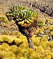 Endemski Senecio keniodendron