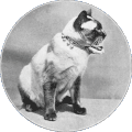 Mafeking, Siamese maschio di colore seal point (anno 1900), appartenente a Mrs. Vyvian