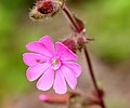 Fiore maschile con petali bilobati