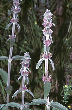 Description de l'image Stachys germanica1 eF.jpg.