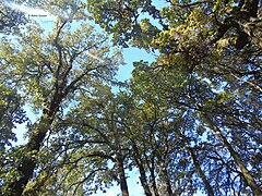 Sunlight passing through ancient and gnarled oak trees, Dudhatoli. These trees are hundreds of years old, many of them being more than 100 feet tall