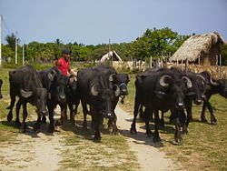 Rebanho de búfalos.