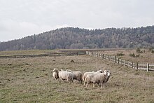 Shepherding. Village Mshanets (Strilky hromada).