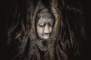 Tête d'une statue de Bouddha emprisonnée dans les racines d'un figuier des pagodes (Ficus religiosa), dans les ruines de l'ancienne ville d'Ayutthaya (Thaïlande). (définition réelle 4 896 × 3 264)