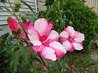 Hibiscus moscheutos アメリカフヨウ