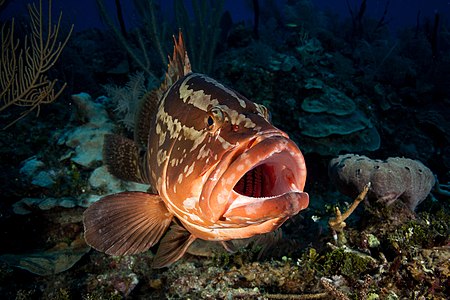 Nassau grouper, by q-phia