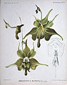 Aeranthes ramosa Angraecinae