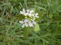 Alliaria petiolata