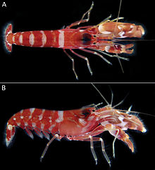 Top and side view of a red and white shrimp