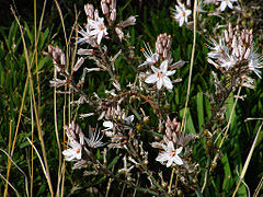 Asphodèle à petits fruits Asphodelus ramosus