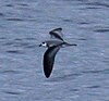 Black-winged Petrel (Pterodroma nigripennis)