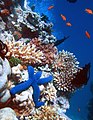A coral reef is made by millions of polyps. Many other animals live around the reef