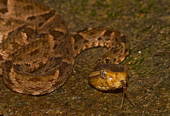 Description de l'image Bothrops asper (Panama) head.jpg.