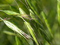 Bromus japonicus