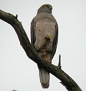 Accipiter fasciatus