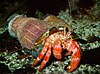 A hermit crab carrying two large sea anemones on its shell.