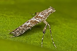 Caloptilia cuculipennella (Hübner, 1796)