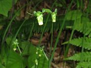 頭花の基部に2個の苞状葉がある。