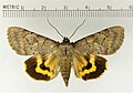 Catocala serena serene underwing