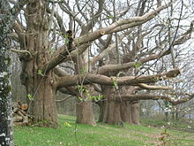 Photographie d'une rangée de vieux arbres.