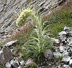 Cirsium funkiae