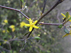 Corokia cotoneaster