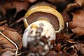 Cortinarius delibutus