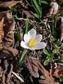 Fleur de Crocus vernus subsp. albiflorus