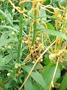 Cuscuta campestris infrutescence