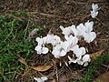Cyclamen hederifolium var. hederifolium forma albiflorum (all-white flowers)